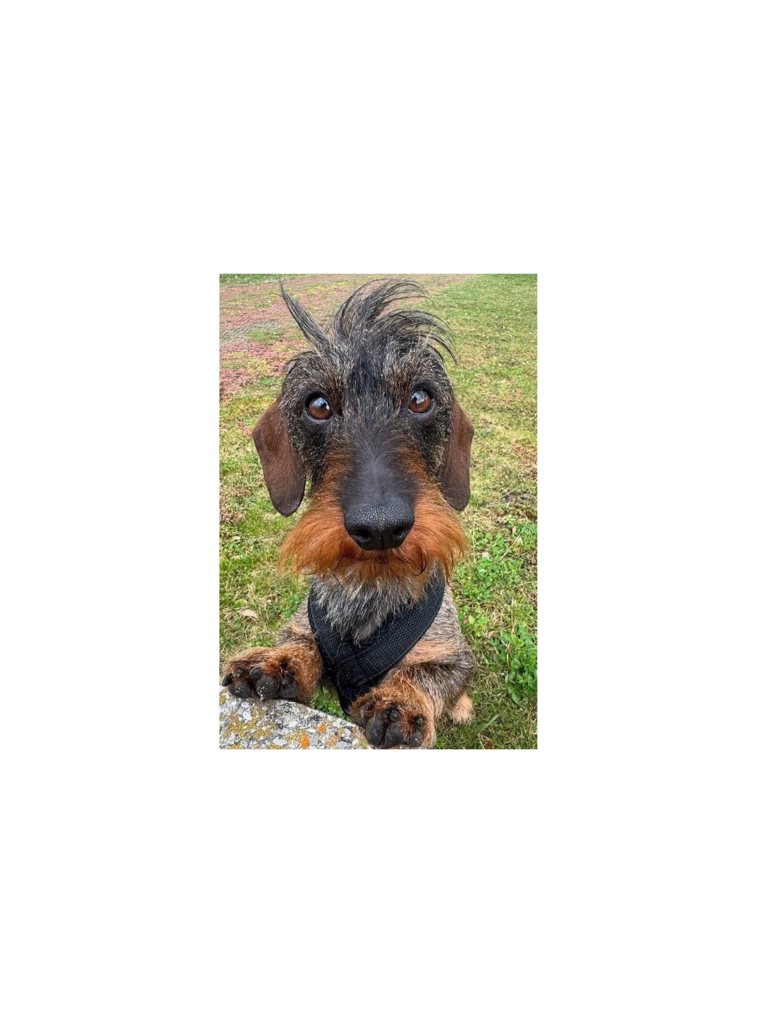 Taza de mascota personalizado