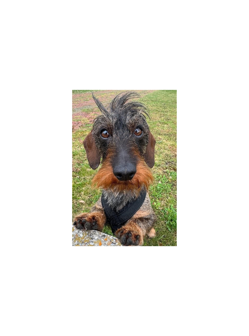 Taza de mascota personalizado