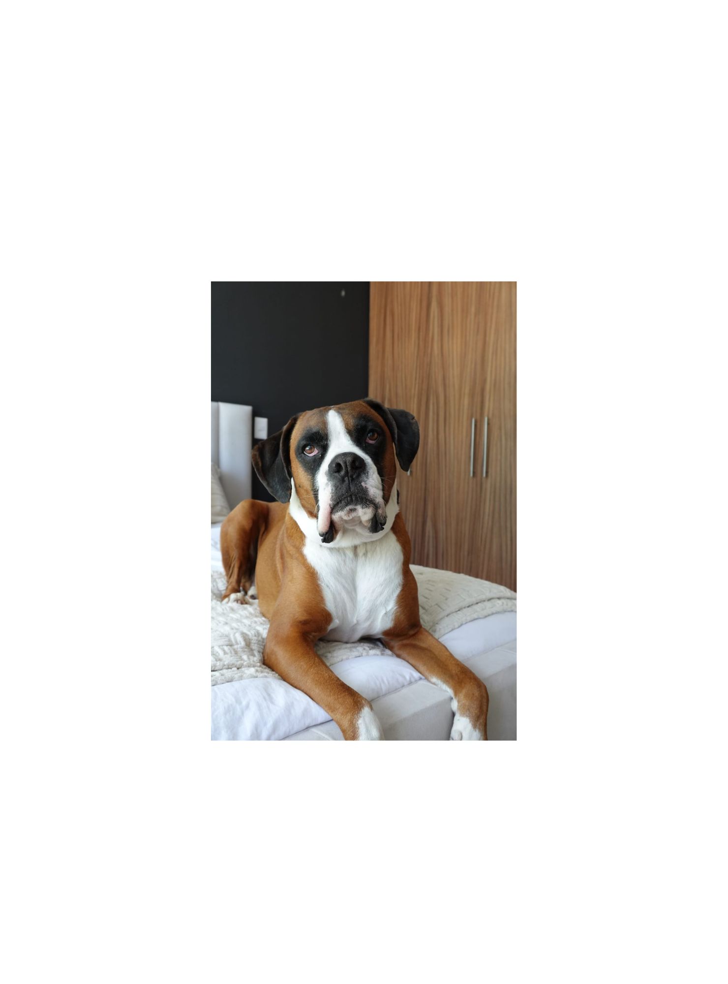 Funda Personalizada Ilustración De Mascota Para iPhone